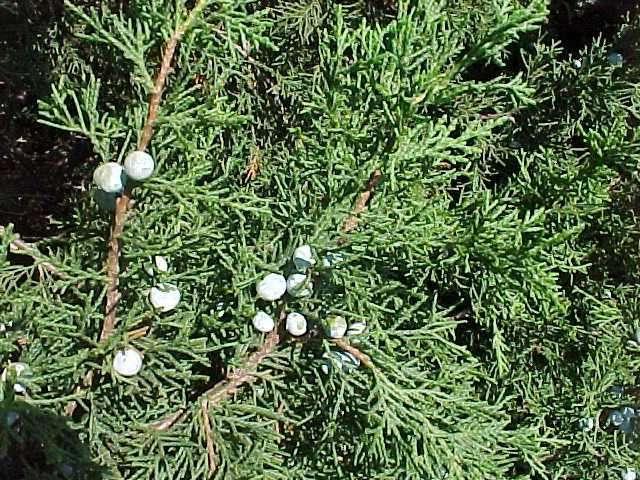 Juniperus Chinesisch Streng