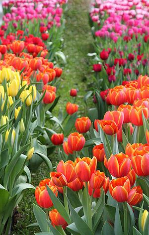 wenn du Blumenzwiebeln von Tulpen graben musst