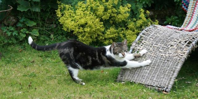 Für eine Katze mit ihren eigenen Händen