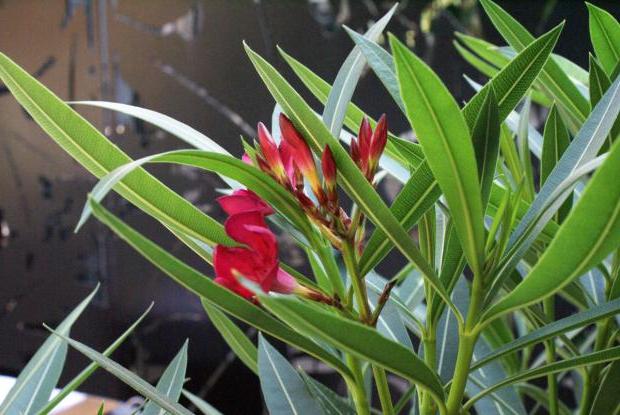 Indoor-Oleander