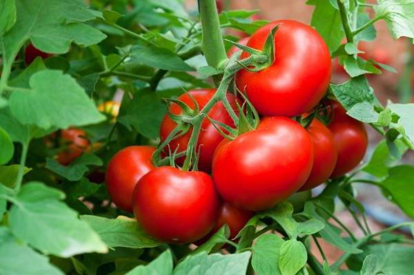 Ob im August die Tomaten gießen