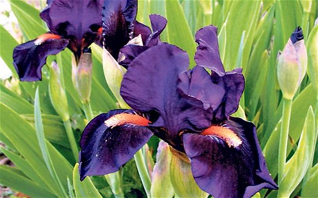 Pflege für Iris im Frühling