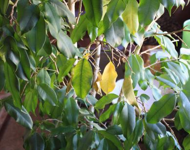 Ficus (Blätter werden gelb und fallen ab)