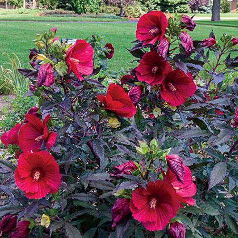 Hibiscus gelbe Blätter