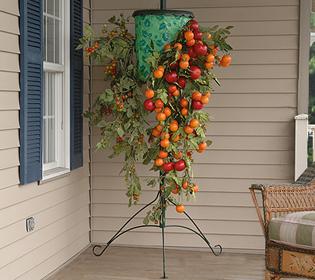 Ist ein Tomatenbaum ein Mythos oder eine Realität?
