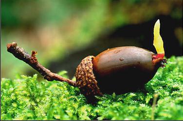 Eiche Eicheln pflanzen: Landschaftsgestaltung des Gartengrundstücks