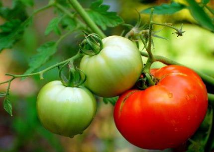 Eine Tomate auf dem offenen Boden und einem Gewächshaus pflanzen. Tipps für LKW-Landwirte