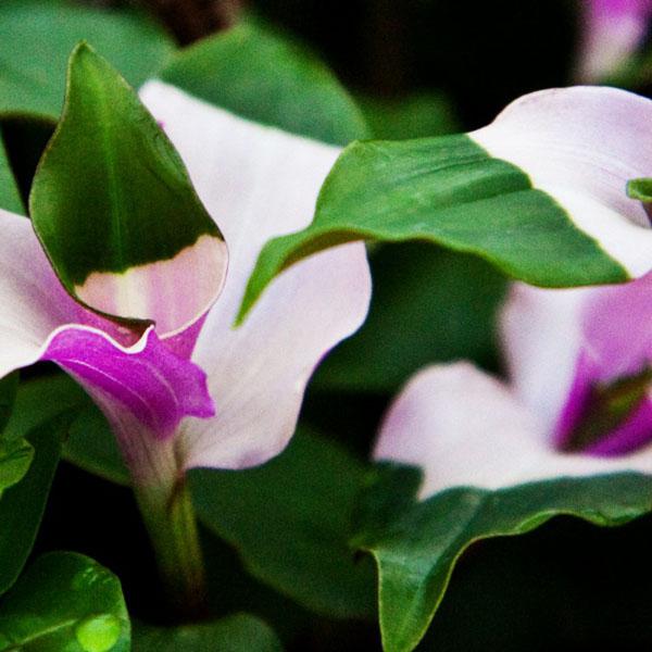 Der Geburtsort von Tradescantia. Der Inhalt und die Reproduktion des Indoor Tradescantia