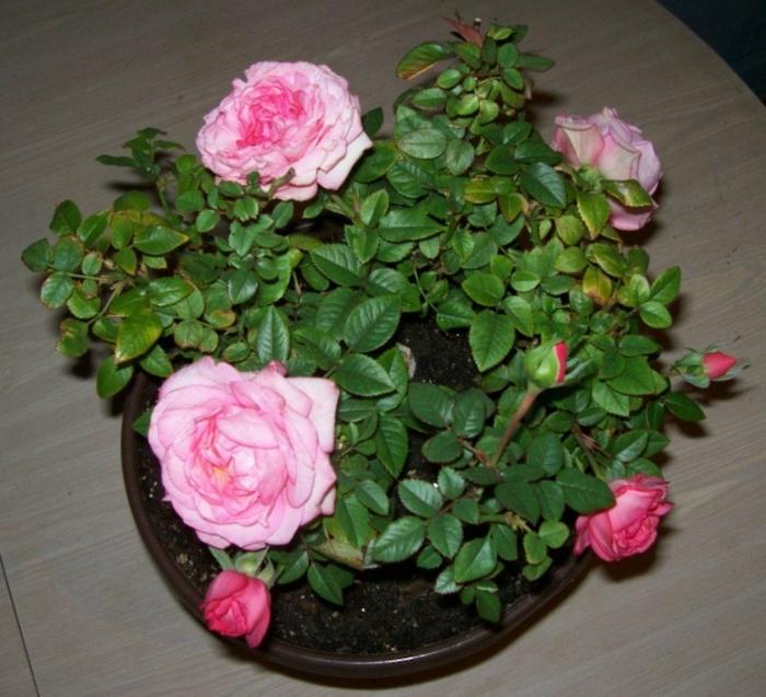 Rose Cordana: häusliche Pflege