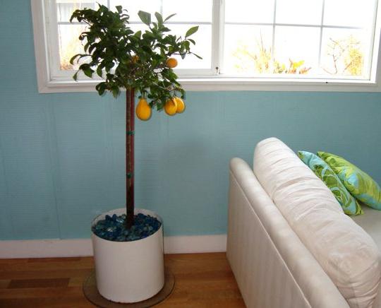 Sadik an deinem Fenster: wie man sich zu Hause um eine Zitrone kümmert