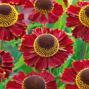 Gartenblume Helenium - Pflanzung und Pflege