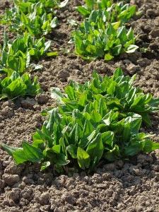 Sorrel Anbau und Pflege