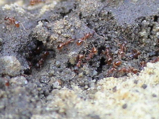 Mittel von Ameisen im Land - eine Lösung für das Problem