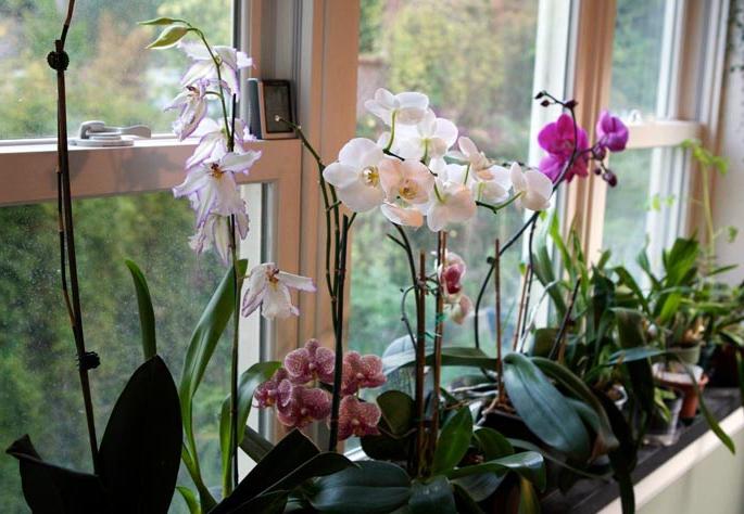 Mysteriöse Orchidee: zu Hause wachsen