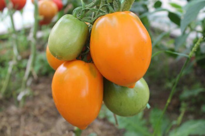 Tomate "südliche Sonnenbräune" ​​- der Führer unter dem Gelben