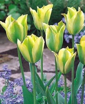 Tulpen, die im Herbst pflanzen