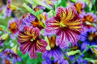 Einzigartige Blume Salpiglossis: wächst aus Samen