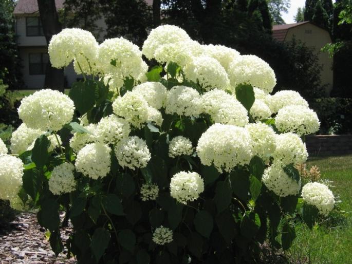 Hortensie Baum Pflanzen und Pflege