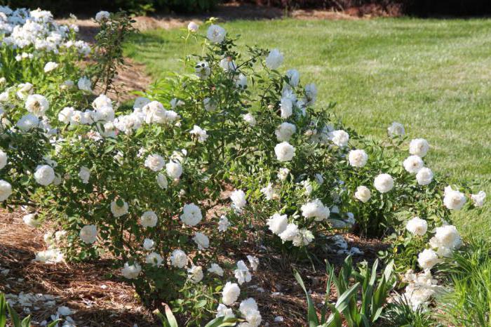 Winchester Cathedral (Rose): Beschreibung, Pflanzung, Ausstattung