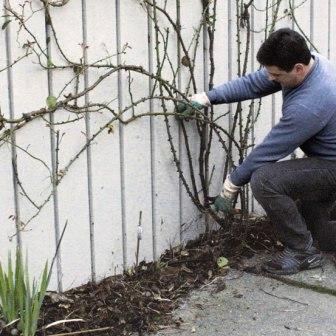 Wir wachsen Kletterrosen. Vorbereitung für den Winter