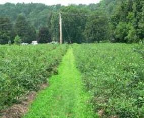 Große Blaubeeren sind ein Gast aus Amerika