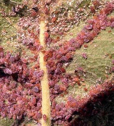 Blattlaus auf Apfelbaum, wie man kämpft