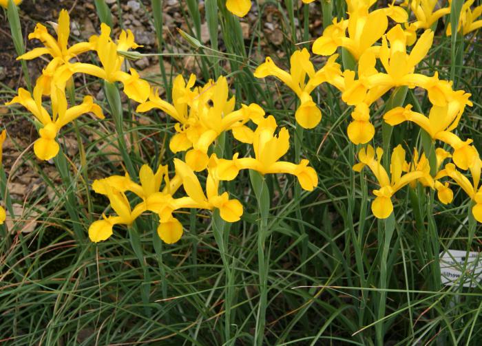 Gelbe Iris: Pflanzen und Pflege, Sorten, Foto