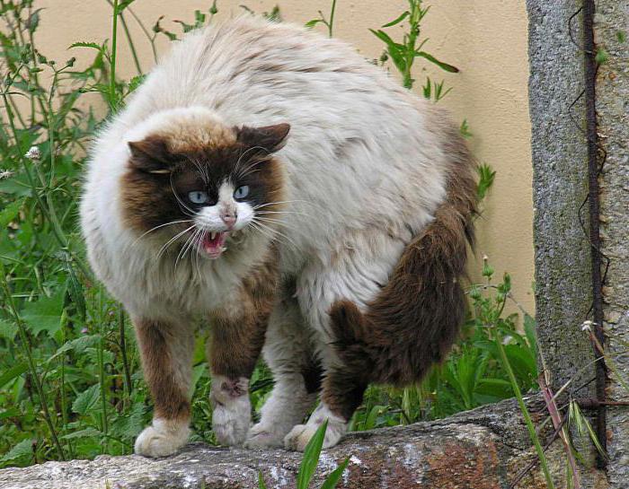 Eine fremde Katze kam ins Haus: ein Zeichen und eine Deutung