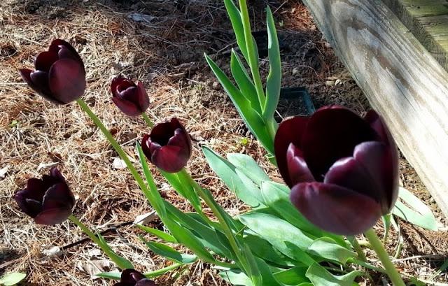 Warum sind die Tulpen rot? Was ist der Traum von Tulpen gelb