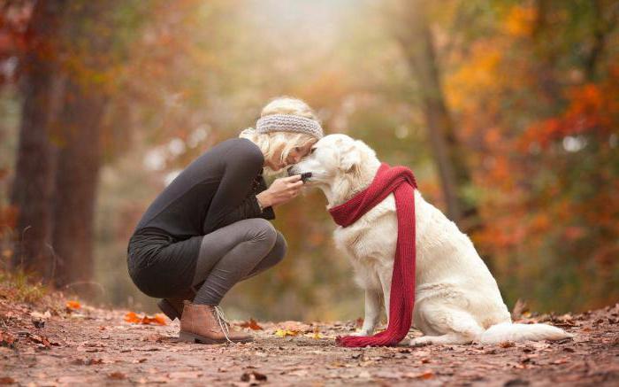 Traumdeutung: Träumt ein großer Hund?