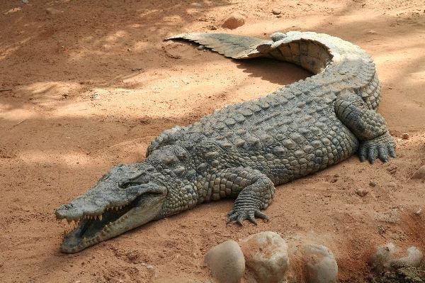 Traumdeutung: Was das Krokodil träumte