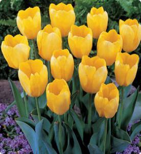 Die Bedeutung von gelben Tulpen und wem sie gegeben werden