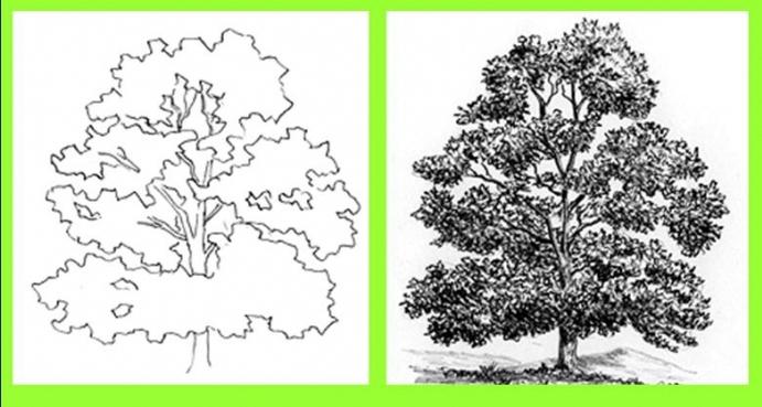 Wie zeichne einen Baum: Meisterkurse für jeden Geschmack