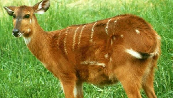 Afrikanische Antilope ist ein erstaunliches Tier des heißen Kontinents