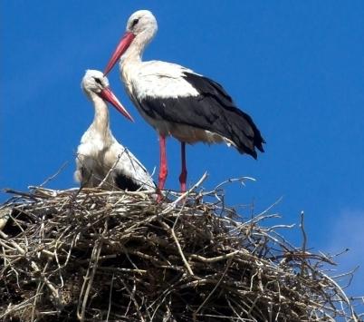 Ein Weißstorch - ein Vogel des Glücks