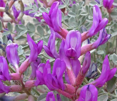 Astragalus Gras Foto