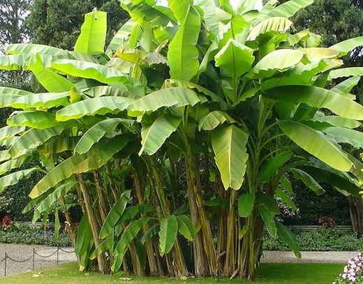 Banane ist eine Frucht oder eine Beere, ein Gras oder ein Baum?