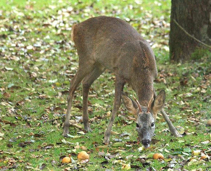 Wovon ernährt sich Rehe? Wildes Reh (Foto)