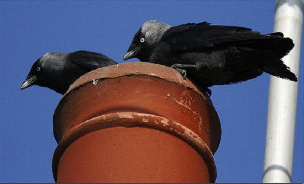 Dohle ist ein nützlicher Vogel