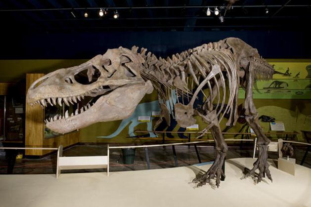 Museum der Dinosaurier 