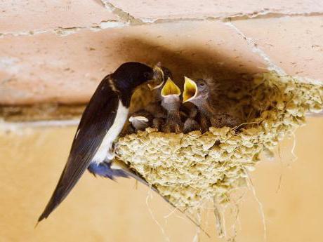 Nest der Schwalben