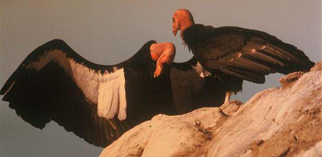 California Condor: Lebensraum und Beschreibung der Arten