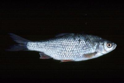 Rotbarsch - ein Fisch mit sehr leckerem und zartem Fleisch