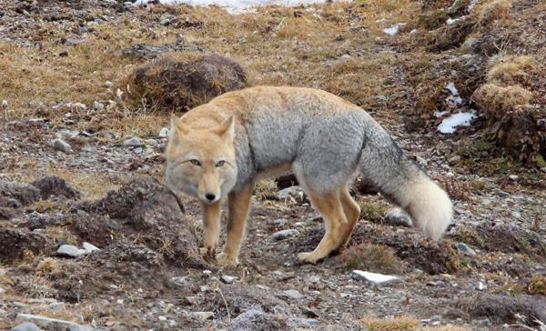 Wer ist dieser geheimnisvolle tibetische Fuchs?