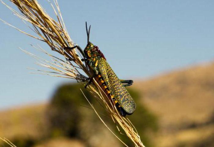 Invasion von Heuschrecken