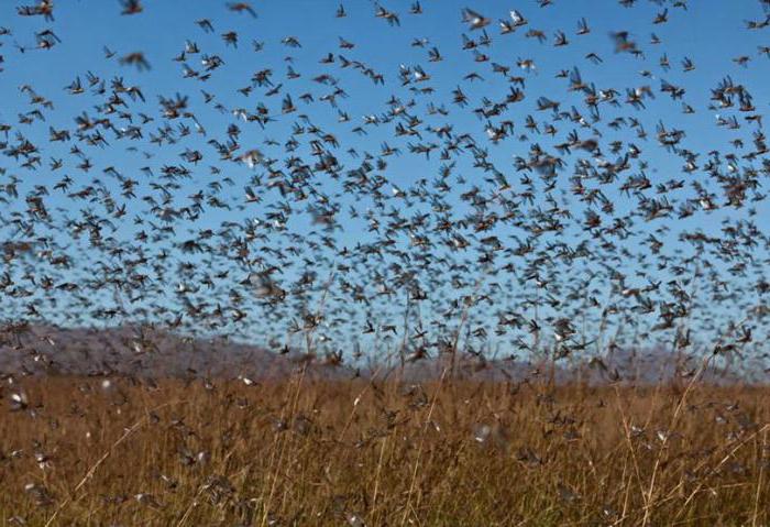 Invasion von Heuschrecken in Russland