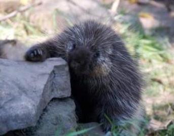 Holz Stachelschwein Foto