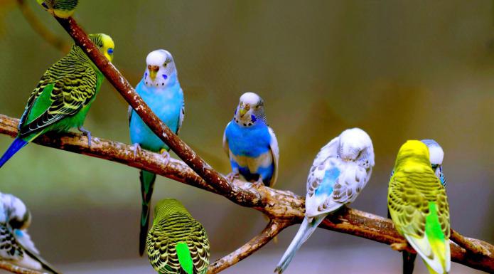 Ein Papagei ist ein heller exotischer Vogel. Wie viele Arten von Papageien gibt es auf der Welt?