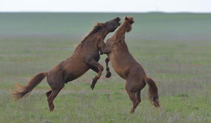 Reserven und Parks in Russland