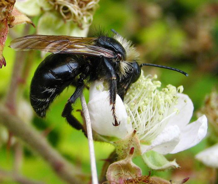 Hummelhummel ist ... Was unterscheidet eine Kuckuckshummel von echten Hummeln?